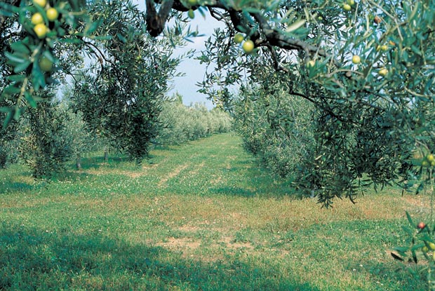 L’Oscar dell’olio extravergine di oliva all’azienda biologica Titone di ...