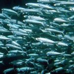 “Mare Nostro” alla conquista dell’Est