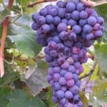 Il caso. Vendemmia 2011: la rottamazione continua