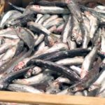 La ricerca: i siciliani consumano il pesce soltanto una volta a settimana