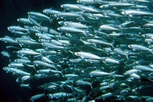 School of Sardines