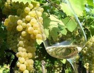 soave2