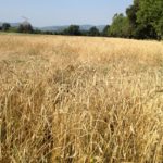 Quel “fior di pane” che germoglia alle cascine di Tavola: tra grani antichi e sapori ritrovati