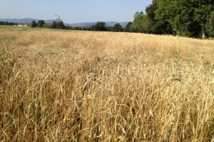 Il Podere delle Polline alle Cascine di Tavola coltivato a grani antichi di varietà Iervicella