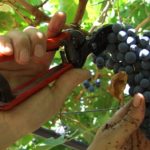 Vendemmia 2014: più opportunità per i vini siciliani
