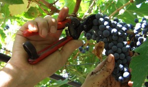 vendemmia-2