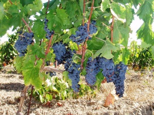 carignano2