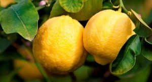 limone siracusa