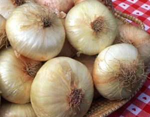 Cipolla: povera, ma piena di virtù