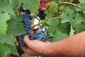 vendemmia in sicilia