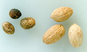 noccioli