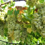 Natura minore? Il Veneto a salvaguardia della biodiversità agraria.