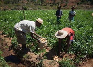 La Fondazione Slow Food per la Biodiversità e Table for Two firmano un accordo a sostegno del progetto dei 10.000 orti in Africa