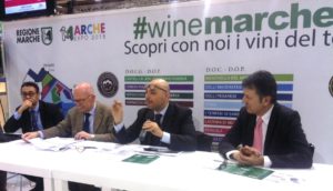 vino marche