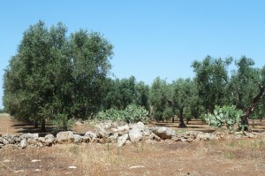 Un oliveto in Puglia