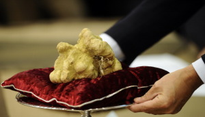 An official displays a white truffle on