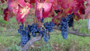 aglianico-05-111