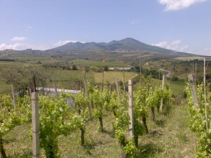 aglianico2