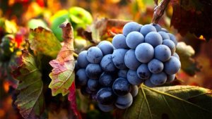 brunello