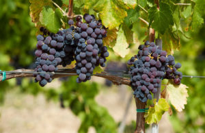 cannonau