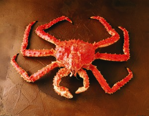 Red King Crab