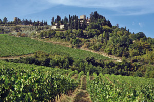 cantine-adsi-vigneto