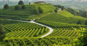 conegliano