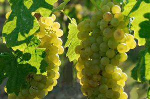 verdicchio