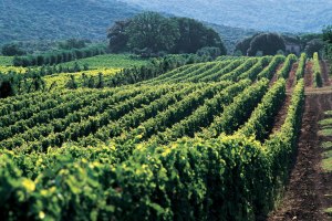 bolgheri