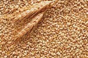 grano2