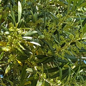 IMG-20170601-WA0006