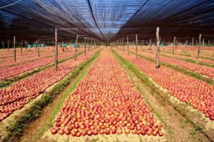 coltivazioni mela annurca