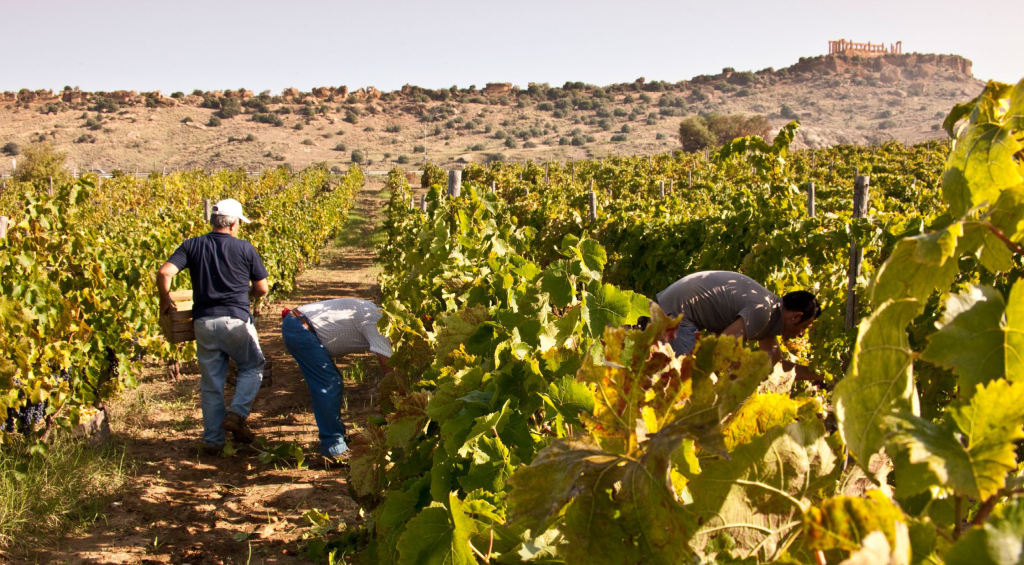 Foto 1 vendemmia Doc Sicilia 2019 vigne Agrigento