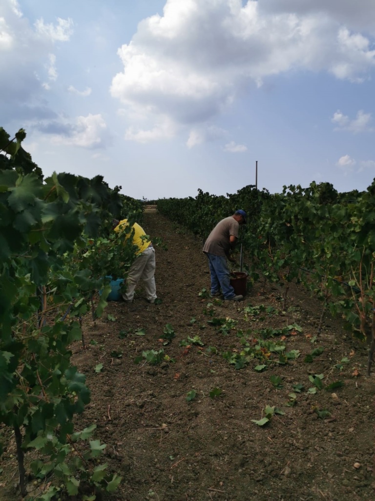 Foto 2 vendemmia Doc Sicilia 2019 vigne Menfi