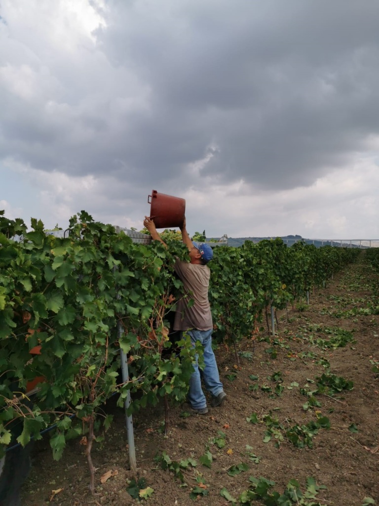 Foto 3 vendemmia Doc Sicilia 2019 vigne Menfi