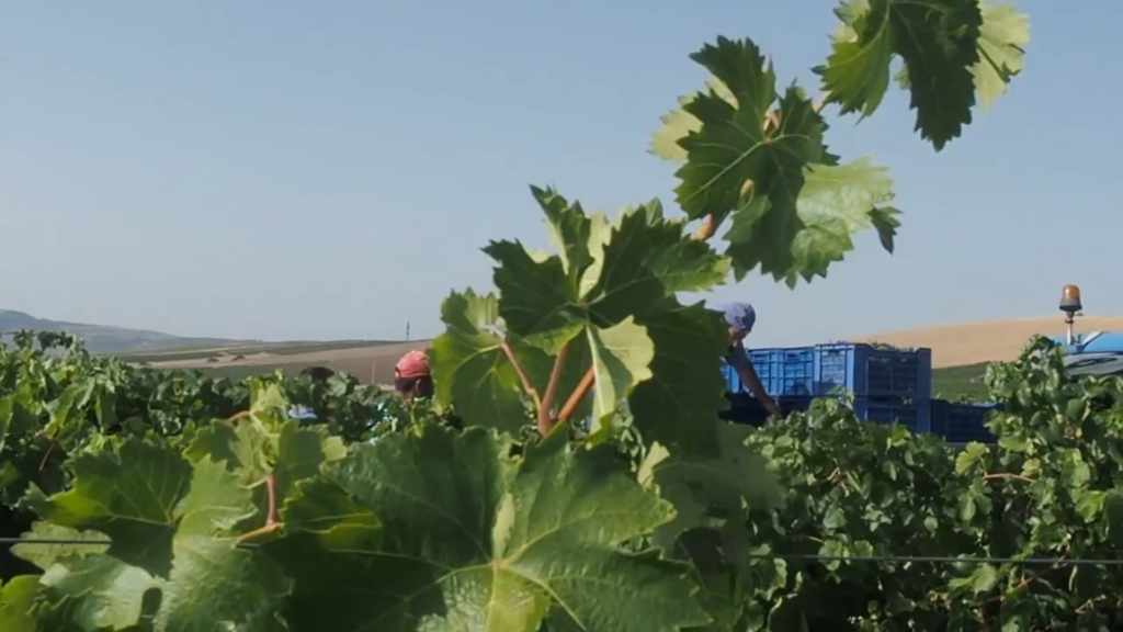 Foto 5 vendemmia Doc Sicilia 2019 vigne provincia di Palermo